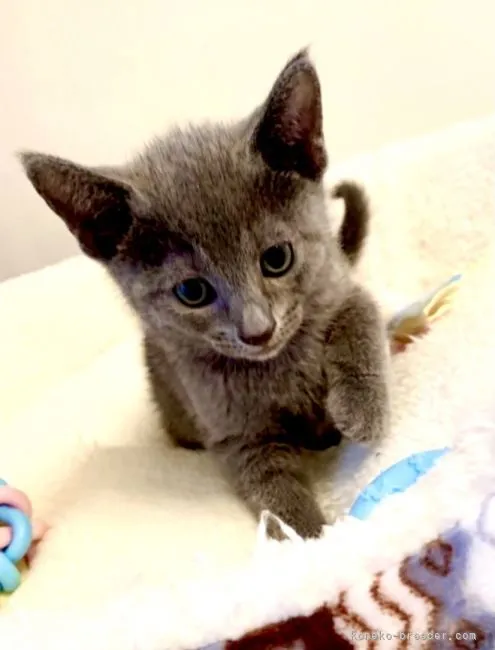 ID：2107-00258の子猫