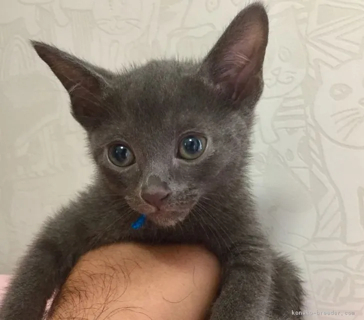 ID：1806-00497の子猫