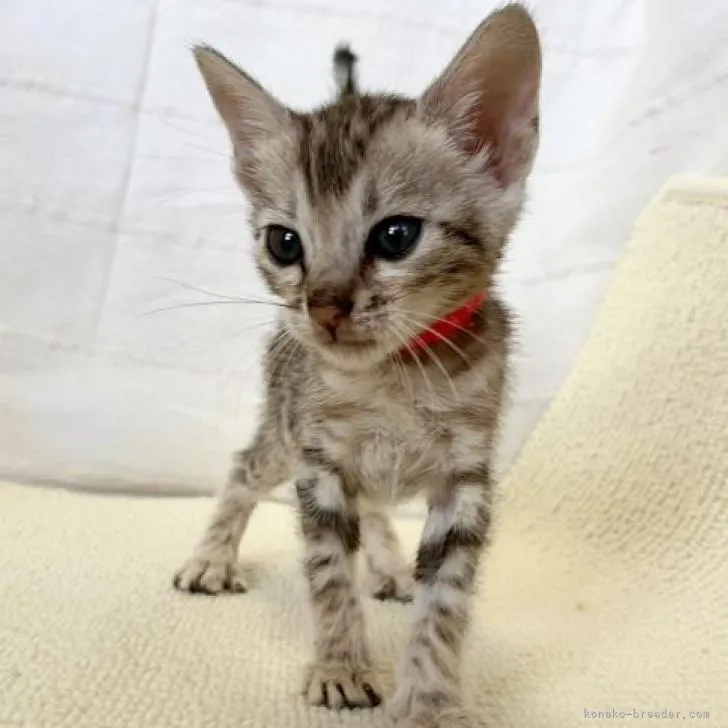 ID:2212-01739の子猫