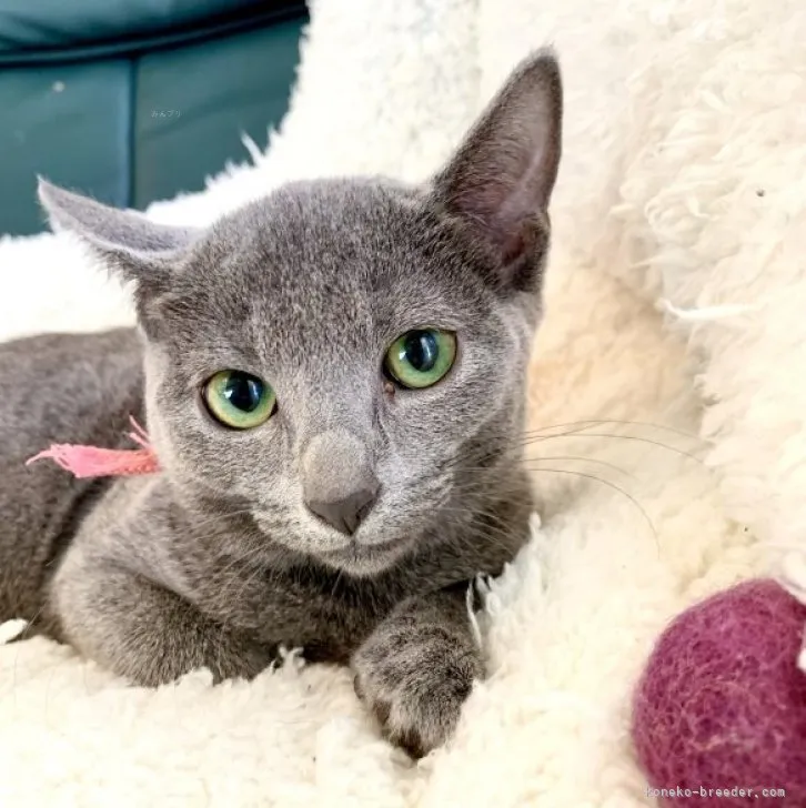ID:2307-00830の子猫