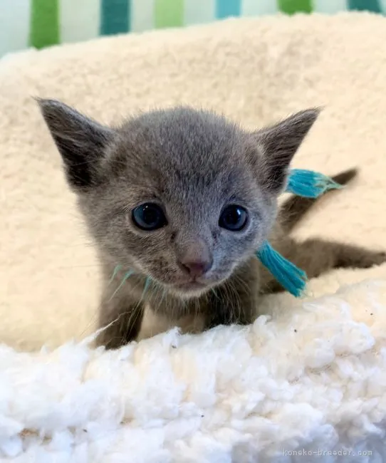 ID：2204-02254の子猫