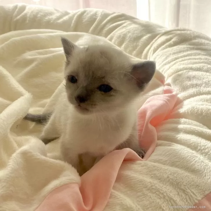 ID：2412-00853の子猫