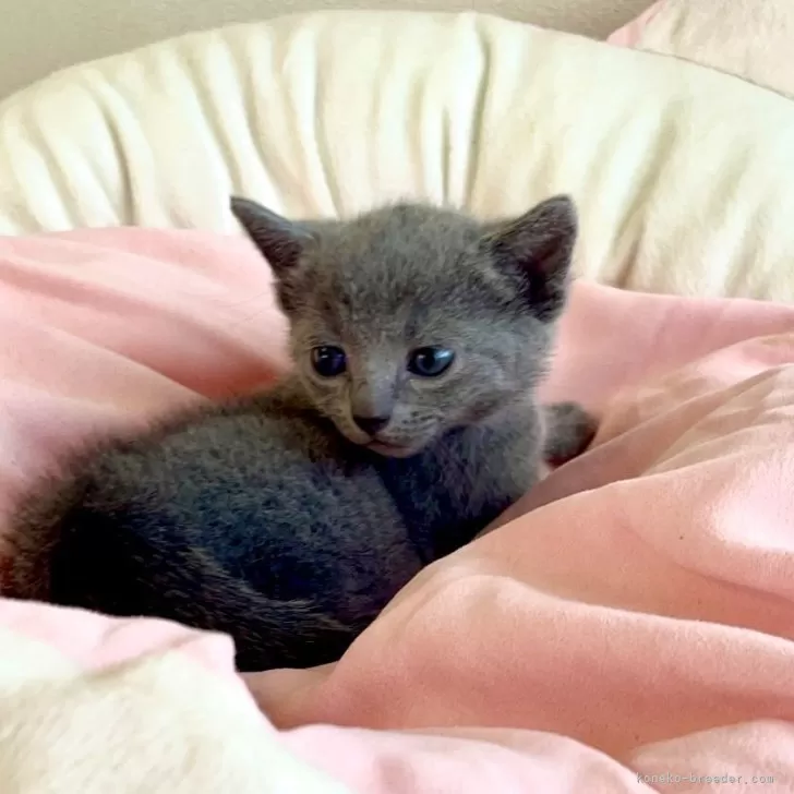 ID:2405-03242の子猫