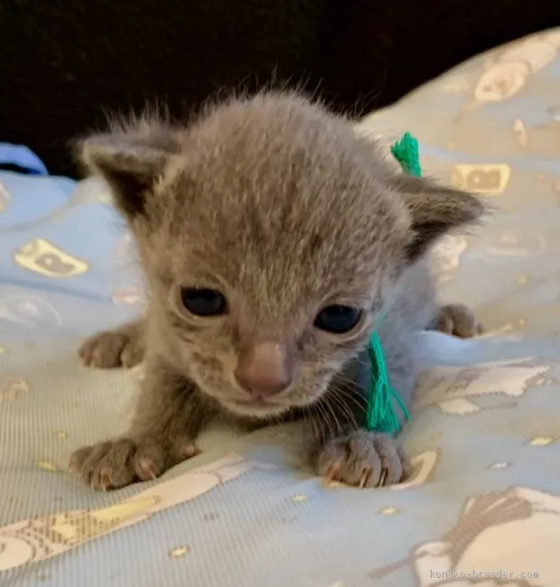 ID:1906-01136の子猫