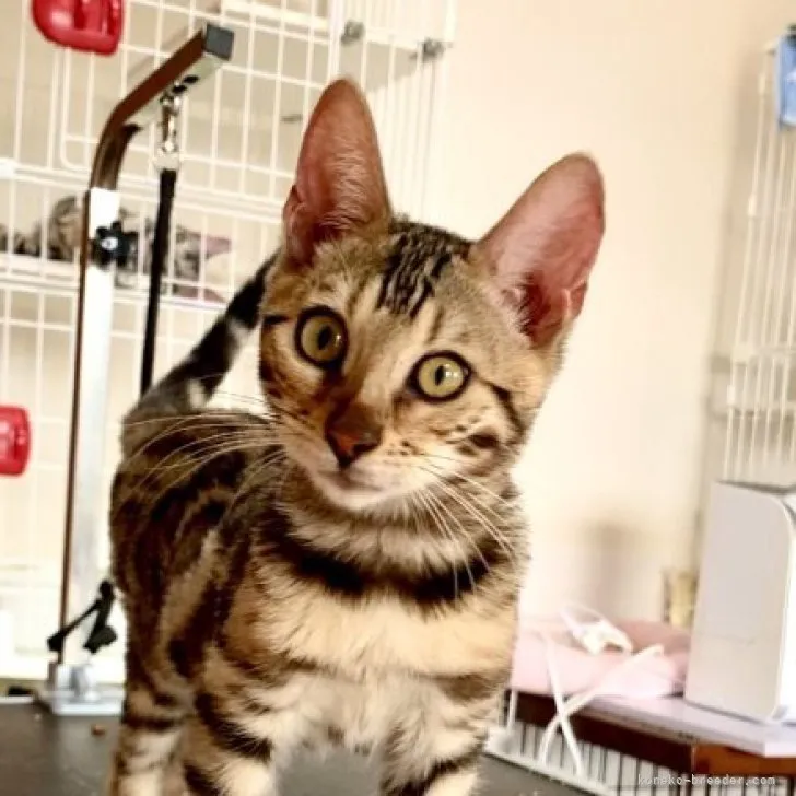 ID：2306-03567の子猫