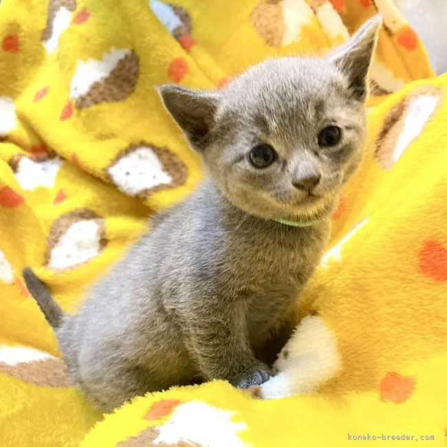 ID:2112-00442の子猫