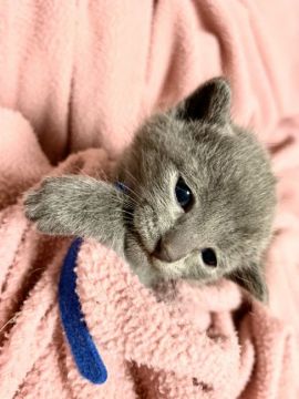 ロシアンブルー【東京都・男の子・2020年3月1日・ブルー】の写真「元気にママのオッパイ🍼を飲んでます🐾」