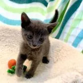 ロシアンブルー【東京都・男の子・2022年9月16日・ブルー】の写真1「11月3日の写真です💘🍀✨ご飯をを沢山飲んでスクスク成長中です🐾💙💫」