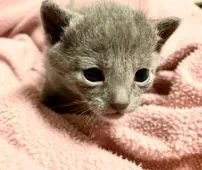 ロシアンブルー【東京都・男の子・2020年3月1日・ブルー】の写真2「3月18日の写真です🐾」