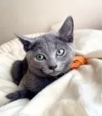 ロシアンブルー【東京都・女の子・2024年9月18日・ブルー】の写真4