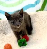 ロシアンブルー【東京都・男の子・2022年9月16日・ブルー】の写真5「11月3日の写真です🐾💘✨🍀」