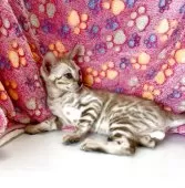 ベンガル【東京都・男の子・2025年4月25日・シールミンクスポテッドタビー(ロゼット)】の写真10