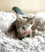 ロシアンブルー【東京都・女の子・2025年3月14日・ブルー】の写真4