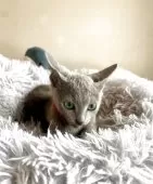 ロシアンブルー【東京都・女の子・2025年3月14日・ブルー】の写真5