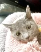 ロシアンブルー【東京都・男の子・2025年6月26日・ブルー】の写真7