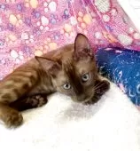 ベンガル【東京都・男の子・2025年4月25日・シールセピアスポテッドタビー(ロゼット)】の写真9