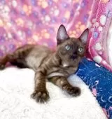 ベンガル【東京都・男の子・2025年4月25日・シールセピアスポテッドタビー(ロゼット)】の写真10