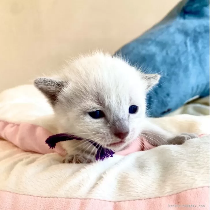ID：2505-03215の子猫