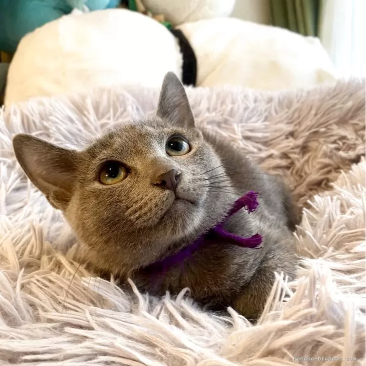 ID：2508-01119の子猫