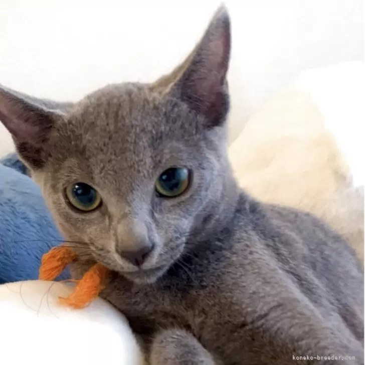 ID：2504-02242の子猫