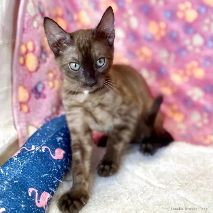 ID：2505-02034の子猫