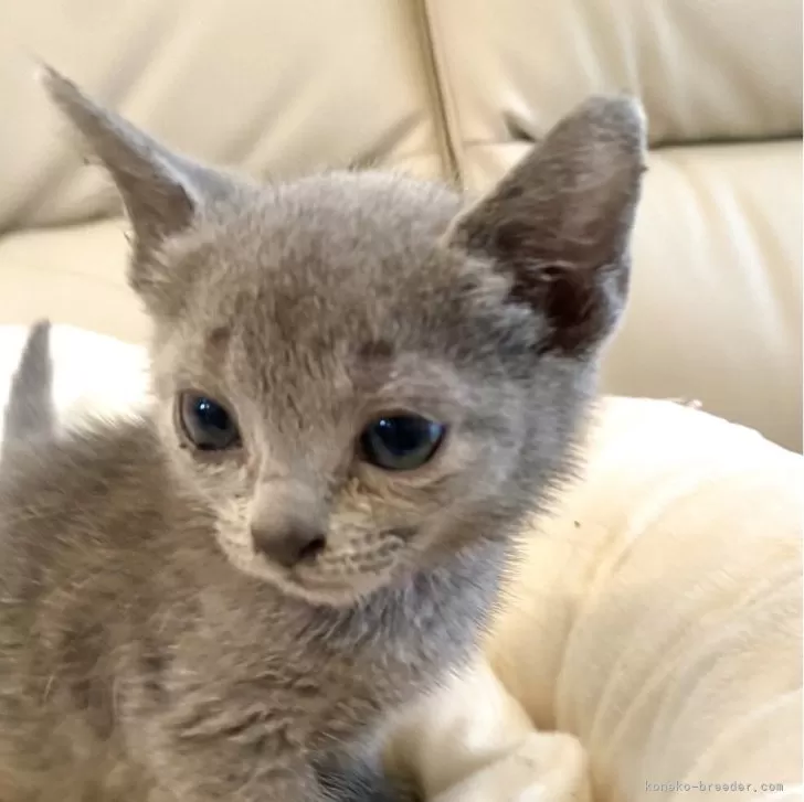 ID：2604-03051の子猫