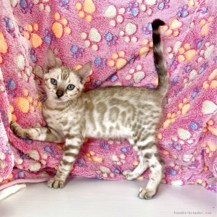 ID：2505-02031の子猫