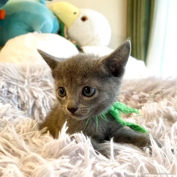 ID：2510-00587の子猫