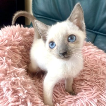ロシアンブルー【東京都・女の子・2025年7月19日・ブルーポイント】の写真「ご飯もモリモリ食べてスクスク成長中🐾😸💘🍀」