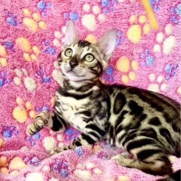 猫美(^-^)/ページ♡︎ 11/17芝浦】抱っこして～！とすりすり♡ | 雑種（ミックス猫