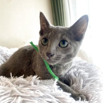 ロシアンブルー【東京都・男の子・2025年3月14日・ブルー】の写真「ご飯を沢山食べてスクスク成長中🐾😸💘🍀」
