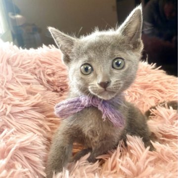 ロシアンブルー【東京都・男の子・2025年9月14日・ブルー】の写真「ご飯を沢山食べでスクスク成長中🐾😸💘🍀」