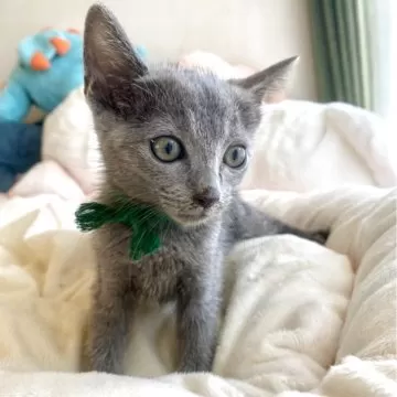 ロシアンブルー【茨城県・女の子・2024年7月3日・ブルー】ショー