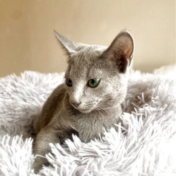 ロシアンブルー【東京都・女の子・2025年3月14日・ブルー】の写真「ご飯を沢山食べてスクスク成長中🐾😸💘🍀」