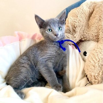 ロシアンブルーの子猫を探す｜ブリーダー直販の子猫販売