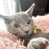 ロシアンブルー