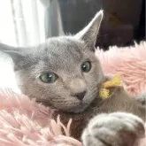 ロシアンブルー