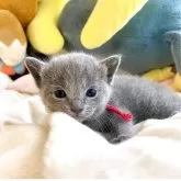 ロシアンブルー