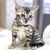 ベンガル