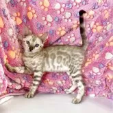 ベンガル【東京都・男の子・2025年4月25日・シールミンクスポテッドタビー(ロゼット)】の写真1