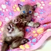 ベンガル