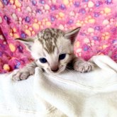 ベンガル
