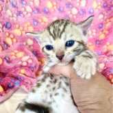 ベンガル