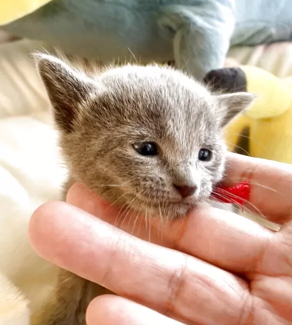 ロシアンブルー【東京都・女の子・2025年11月23日・ブルー】ご飯を沢山