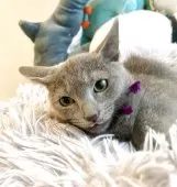 ロシアンブルー【東京都・男の子・2025年6月26日・ブルー】の写真2