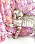 ベンガル【東京都・男の子・2025年4月25日・シールミンクスポテッドタビー(ロゼット)】の写真4