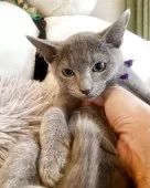 ロシアンブルー【東京都・男の子・2025年6月26日・ブルー】の写真4