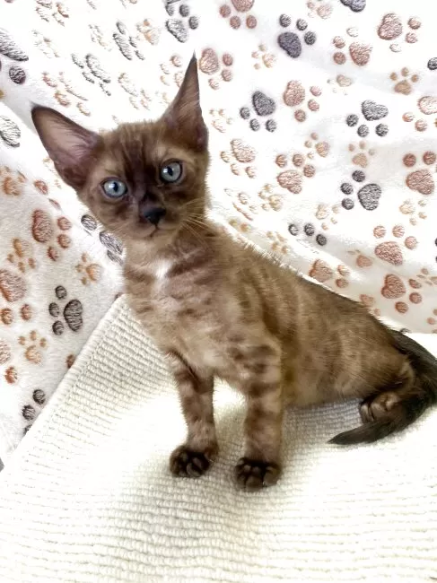 赤猫ころ様 今日の猫様まとめてご近所猫篇 | 観頃・感頃・閑頃
