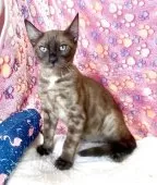 ベンガル【東京都・男の子・2025年4月25日・シールセピアスポテッドタビー(ロゼット)】の写真2