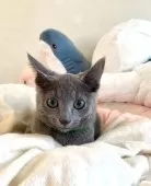 ロシアンブルー【東京都・男の子・2025年3月14日・ブルー】の写真10